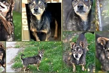 Pokochaj i przygarnij Oczko,  śląskie Gliwice