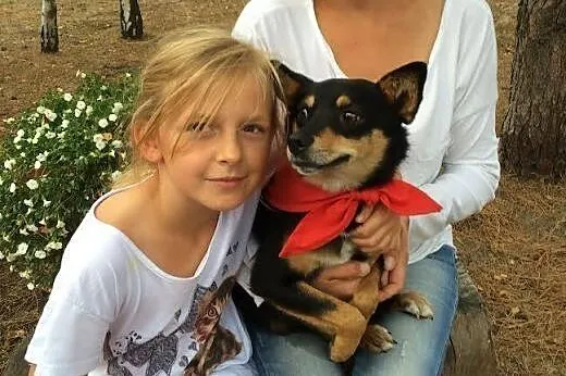 Porzucona frytka szuka domu aktualne ,  Kundelki cała Polska