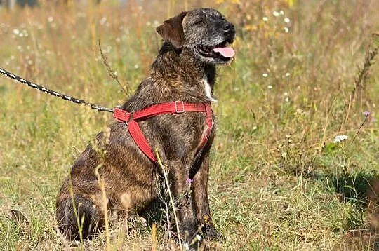 Uwielbiam przebywać w towarzystwie ludzi adoptuj mnie, Wielkopolskie, Poznań