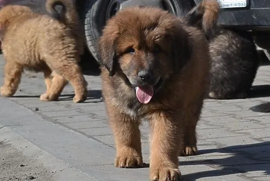 Mastif tybetański piękne szczeniaki czerwone, złot, Perzyce