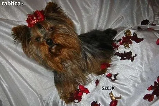 Yorkshire terrier śliczne szczeniaczki