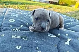 Szczeniak - Amstaff
