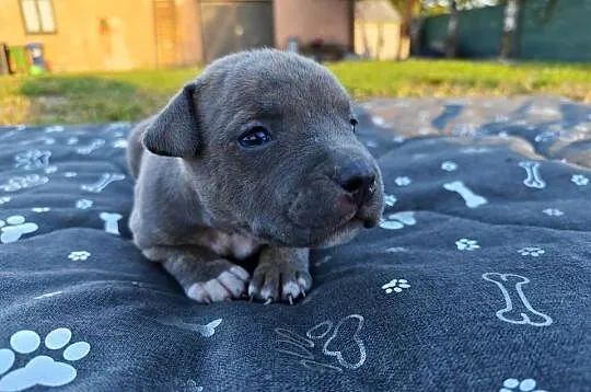 Szczeniak - Amstaff, Lubelskie, Chełm