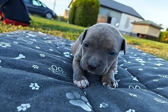 Szczeniak - Amstaff, Lubelskie, Chełm