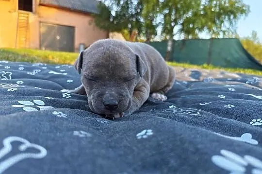 Szczeniak - Amstaff, Lubelskie, Chełm
