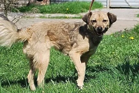 Kaja z dnia na dzień gaśnie w schroniskowej budzie