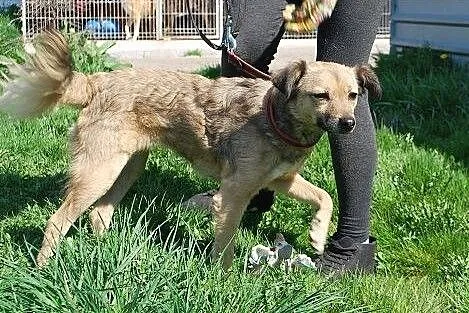 Kaja z dnia na dzień gaśnie w schroniskowej budzie