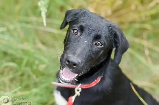 5 miesięczna Czika SZCZENIAK, wesoła i sympatyczna ADOPCJA