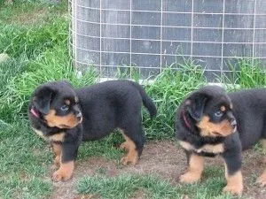 Dwa przepiękne szczenięta rottweilera gotowe na sprzedaż