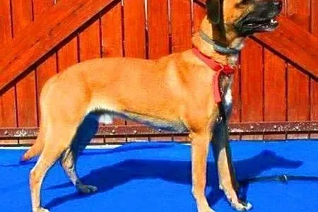 ROKI - super psiak już tak długo czeka na dom...FI