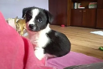 Szukam domku na święta,  łódzkie Łódź