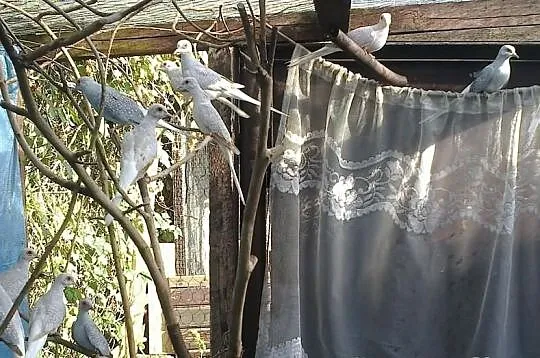 Gołąbki diamentowe lodowe,lodowe białoogonowe , br