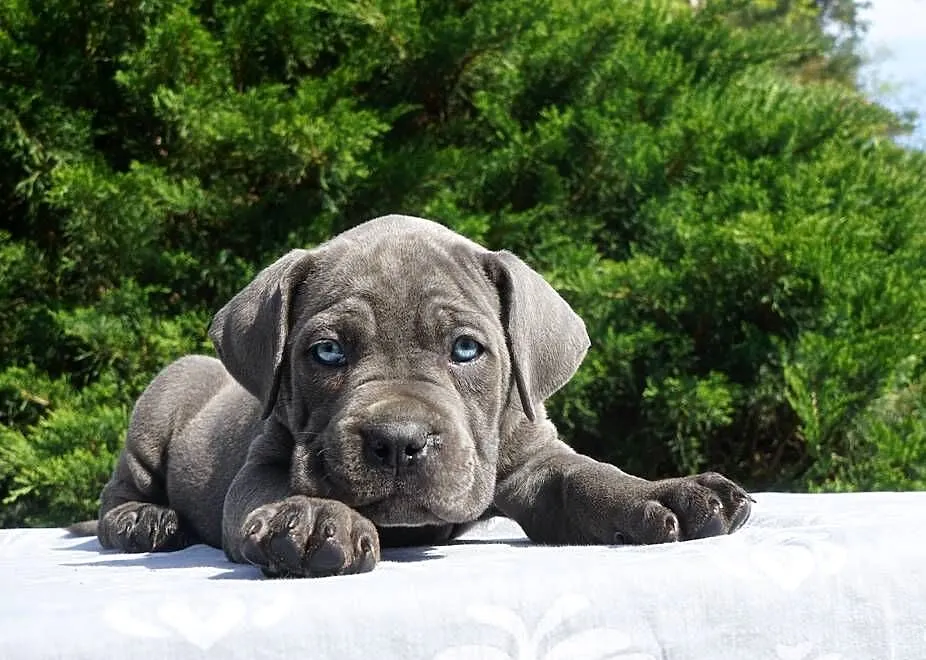 Szczeniaki Cane Corso ZKwP/ FCI, Mazowieckie, Gończyce