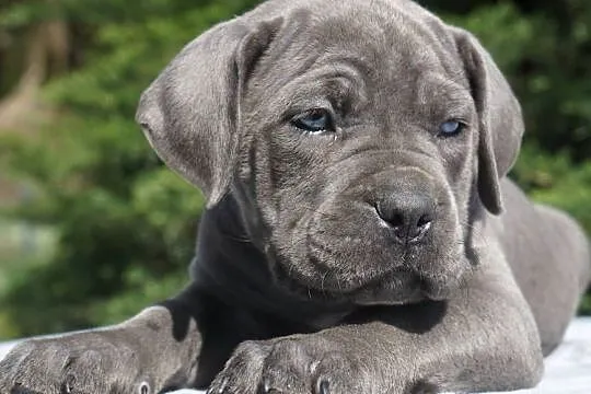 Szczeniaki Cane Corso ZKwP/ FCI, Mazowieckie, Gończyce