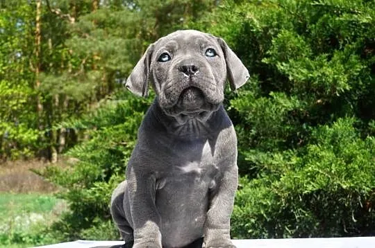 Szczeniaki Cane Corso ZKwP/ FCI, Mazowieckie, Gończyce