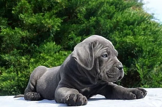 Szczeniaki Cane Corso ZKwP/ FCI, Mazowieckie, Gończyce