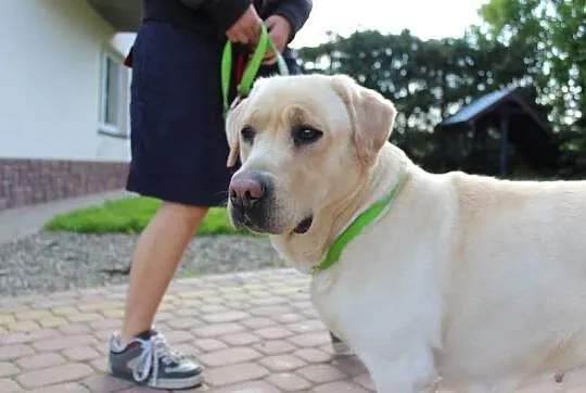 Kromka– biszkoptowa sunia nie chce trafić na łańcu