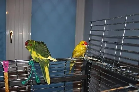 Papugi Kozie (modrolotki)