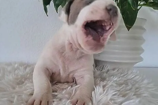 SZCZENIAKI Amstaff