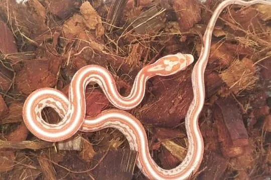 Wąż zbożowy Pantherophis guttatus candy cane tessera