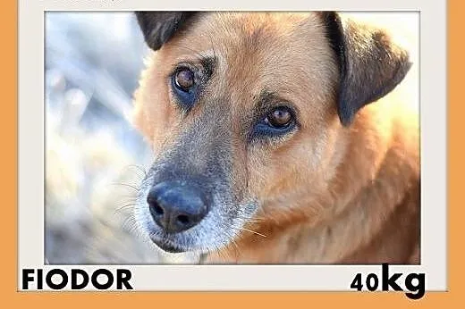 FIODOR, 40kg,duży,spokojny pies do adopcji,  śląskie Katowice