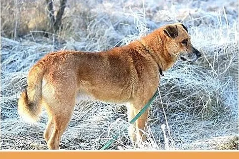 FIODOR, 40kg,duży,spokojny pies do adopcji,  śląsk
