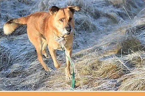 FIODOR, 40kg,duży,spokojny pies do adopcji,  śląsk