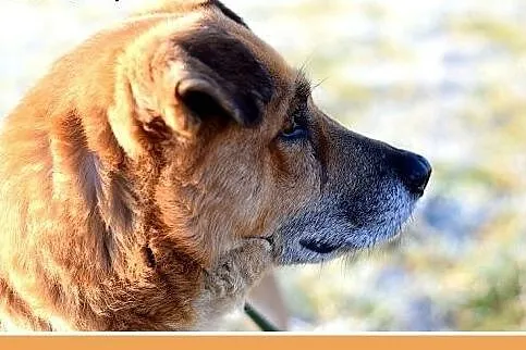 FIODOR, 40kg,duży,spokojny pies do adopcji,  śląsk