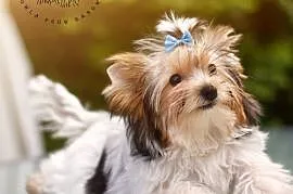 Karisa Biewer Yorkshire Terrier - suczka york , Łomianki