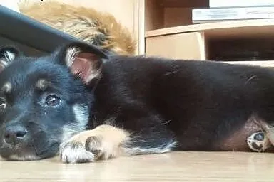 3 śliczne maluchy około 8 tyg wypatrują domki!!,  