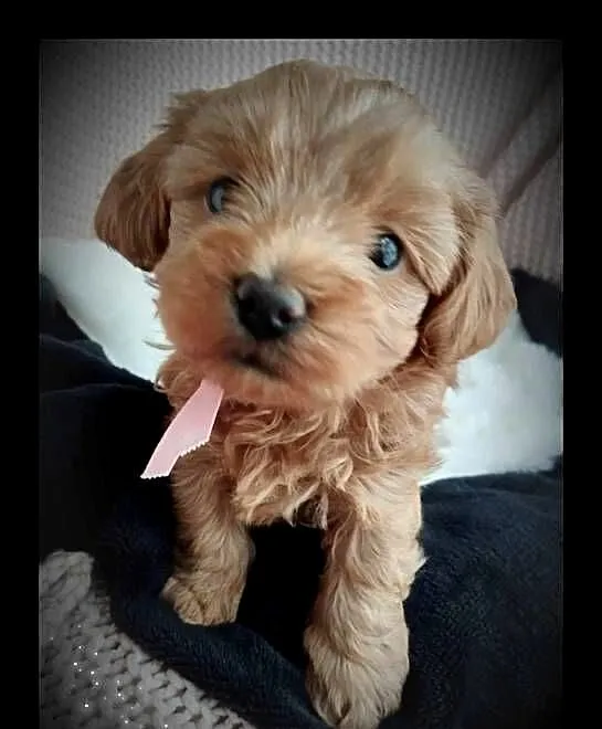 Piękna Suczka Maltipoo, Lubelskie, Skrobów-Kolonia
