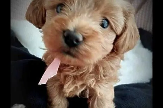 Piękna Suczka Maltipoo, Lubelskie, Skrobów-Kolonia
