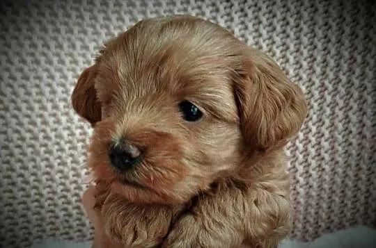 Piękna Suczka Maltipoo, Lubelskie, Skrobów-Kolonia