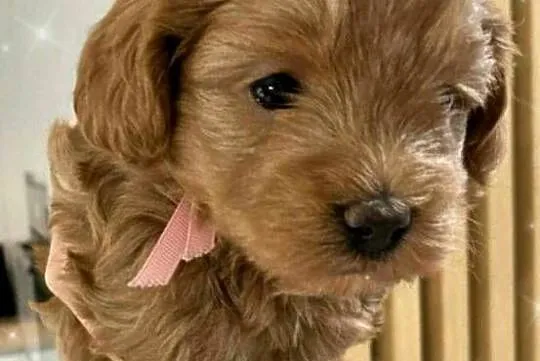 Piękna Suczka Maltipoo, Lubelskie, Skrobów-Kolonia