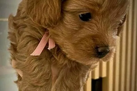 Piękna Suczka Maltipoo, Lubelskie, Skrobów-Kolonia