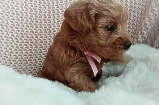 Piękna Suczka Maltipoo, Lubelskie, Skrobów-Kolonia