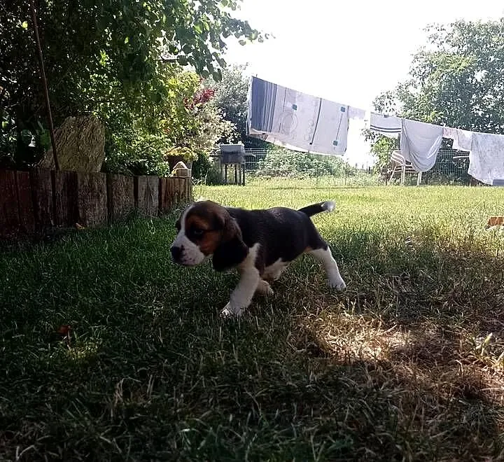 Sprzedam szczeniaka rasy Beagle, Łódzkie, Kutno