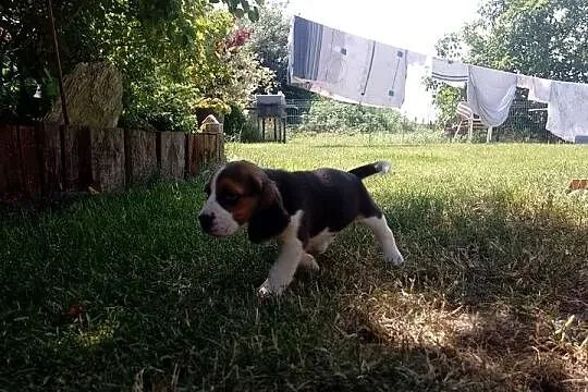 Sprzedam szczeniaka rasy Beagle, Łódzkie, Kutno