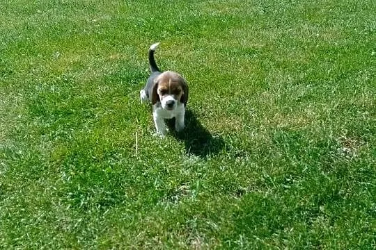 Sprzedam szczeniaka rasy Beagle, Łódzkie, Kutno