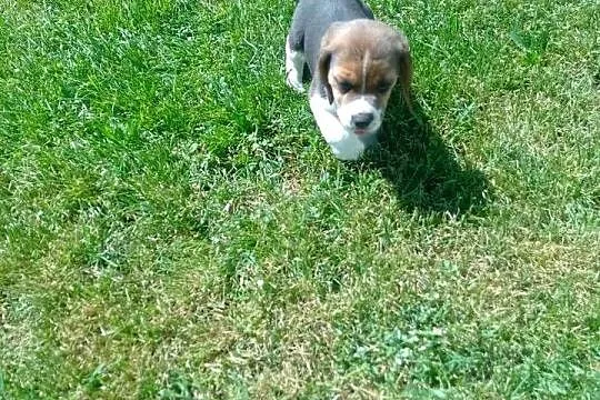 Sprzedam szczeniaka rasy Beagle, Łódzkie, Kutno