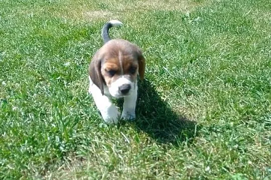 Sprzedam szczeniaka rasy Beagle, Łódzkie, Kutno