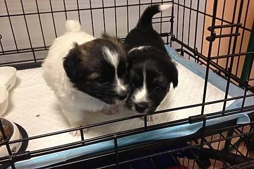 Dwa szczeniaczki piesek i suczka 6-7 tyg,adopcja!!