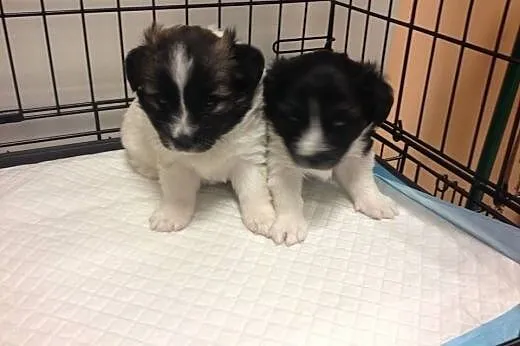 Dwa szczeniaczki piesek i suczka 6-7 tyg,adopcja!!