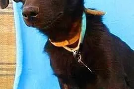 BĄBEL - piękny, 1,5 roczny 8 kg psiak szuka domu, 