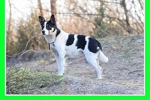 7 kg,mała,młoda,łagodna,tulaśna suczka LAURA.Adopcja,  małopolskie Kraków