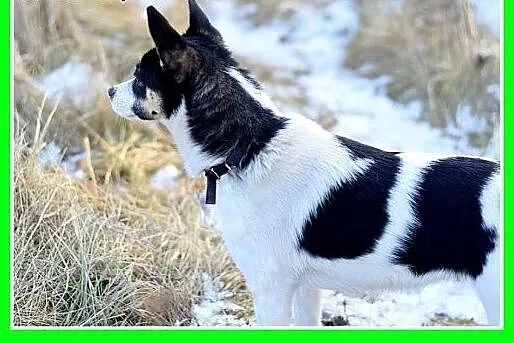 7 kg,mała,młoda,łagodna,tulaśna suczka LAURA.Adopc