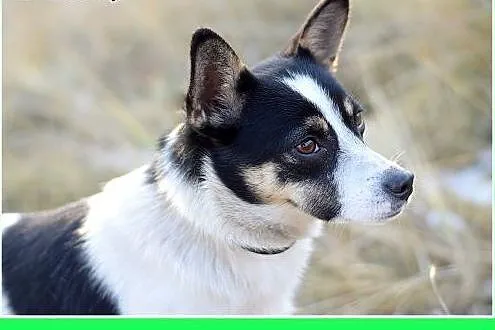 7 kg,mała,młoda,łagodna,tulaśna suczka LAURA.Adopc