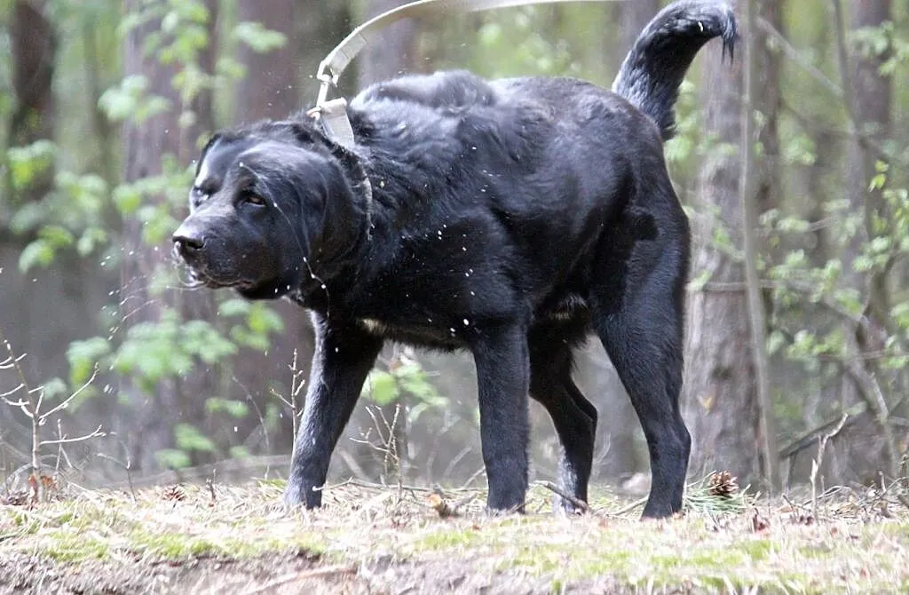 BLACKY młody wesoły energiczny piesek marzy o kochającym domu, , Wrocław