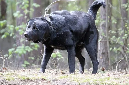 BLACKY młody wesoły energiczny piesek marzy o kochającym domu