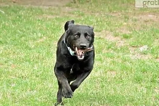 BLACKY młody wesoły energiczny piesek marzy o kochającym domu, , Wrocław